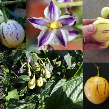 Pepino-Melon-Pear-Solanum-Muricatum-Plant