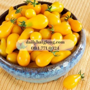 Cà chua lê vàng xuất hiện nhiều trong các bữa ăn