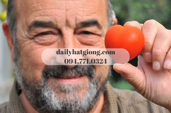 Cà chua trái tim mang lại niềm vui cho nhà nông thu hoạch.