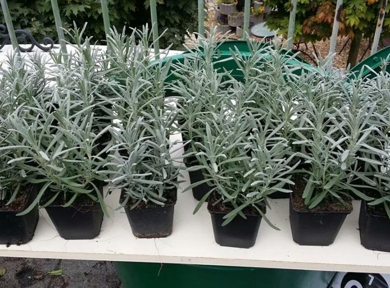 Hướng dẩn trồng hoa Oải Hương ( Lavender ) từ hạt Hướng dẩn trồng hoa Oải Hương ( Lavender ) từ hạt