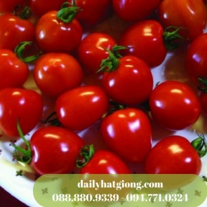 Cà chua dâu tây xuất hiện ngày càng nhiều trong các bữa ăn
