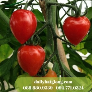 Cà chua dâu tây f1 chuẩn bị thu hoạch