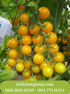 Cà chua vang Giant nặng trĩu quả