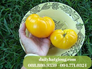 Cà chua vàng Giant xuất hiện trong những món ăn của các gia đình