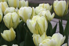 cu-hoa-tulips-trang-kep
