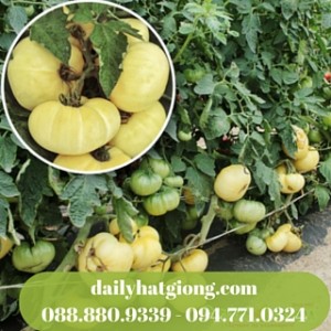 Cà chua trắng ngày được trồng phổ biến và có năng suất cao