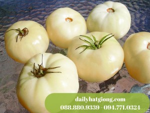 Cà chua trắng có màu sắc đặc biệt, quả to và mọng nước
