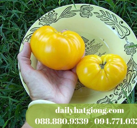 Cà chua vàng Giant xuất hiện trong những món ăn
 của các gia đình