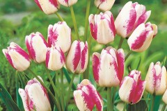 cu-hoa-tulip-3
