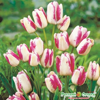 cu-hoa-tulip-6