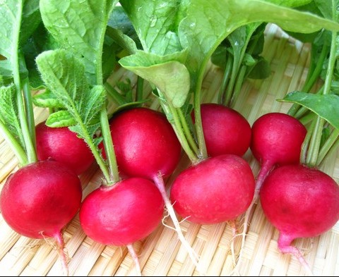Hạt giống Củ cải đỏ Mini (cho nhà vườn)