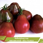 GIÁ TRỊ DINH DƯỠNG CỦA CÂY CÀ CHUA ĐEN GIÁ TRỊ DINH DƯỠNG CỦA CÂY CÀ CHUA ĐEN