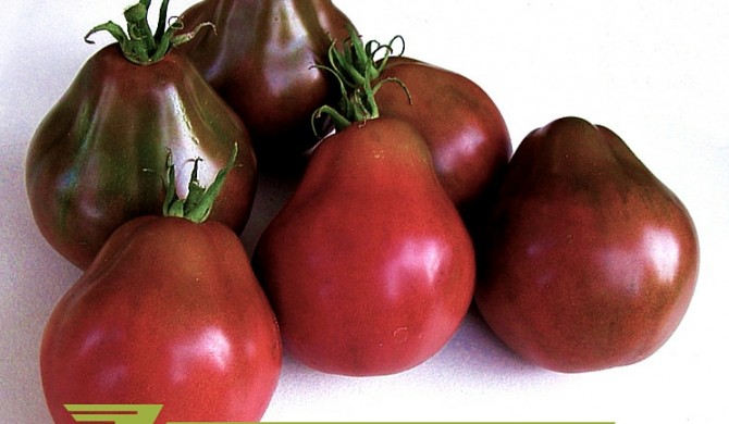 GIÁ TRỊ DINH DƯỠNG CỦA CÂY CÀ CHUA ĐEN GIÁ TRỊ DINH DƯỠNG CỦA CÂY CÀ CHUA ĐEN