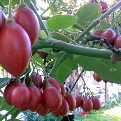 Cây cà chua thân gỗ TAMARILLO (MAGIC S) đang cho thu hoạch
